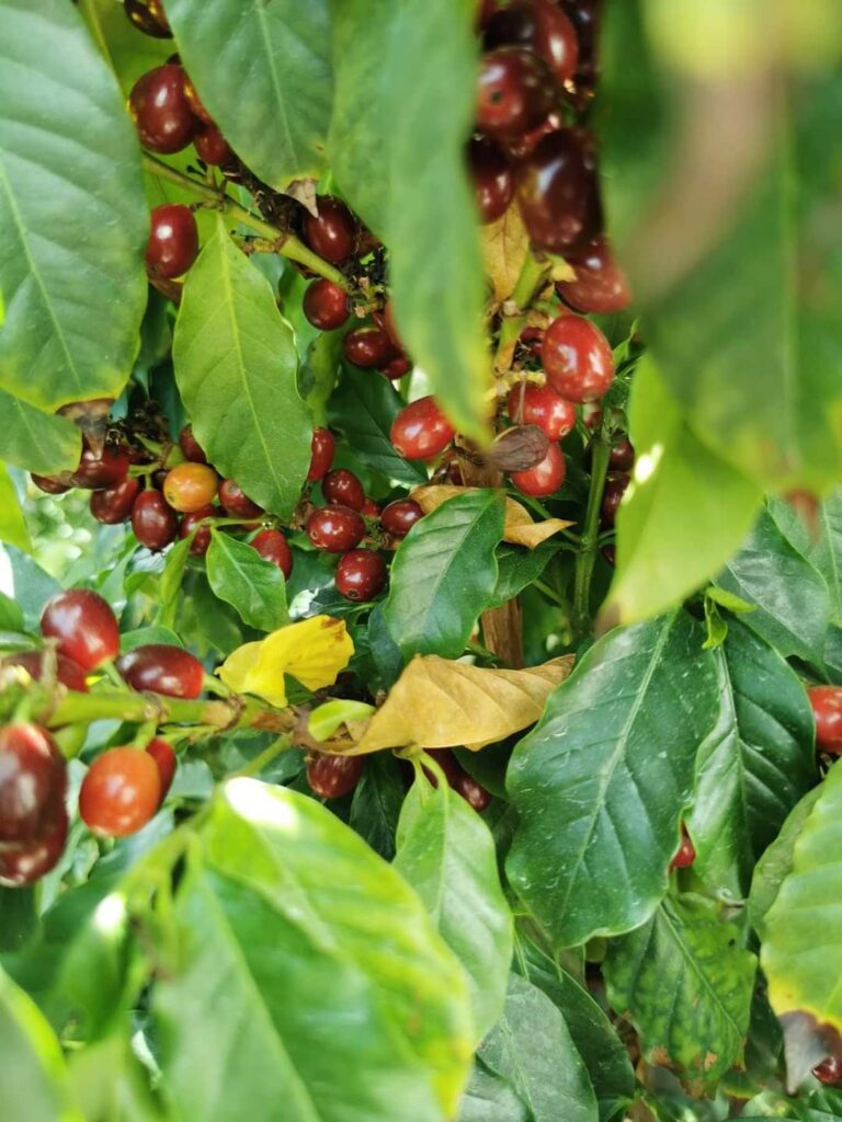 krzak z owocami kawy